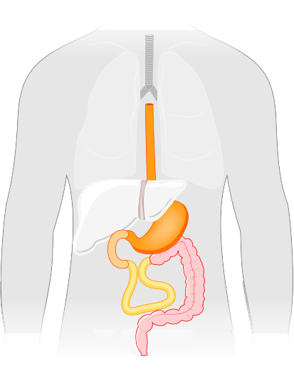 Short Bowel Syndrome